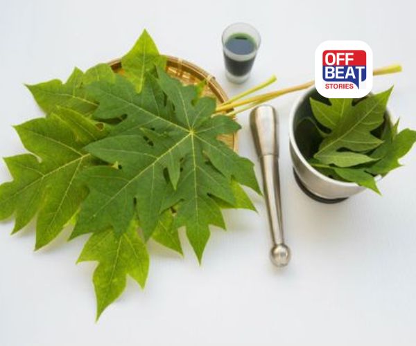 પપૈયાના પાંદડા છે સ્વાસ્થ્યનો ખજાનો: ગંભીર રોગોનો કુદરતી ઈલાજ, જાણો ક્યારે અને કેવી રીતે કરવું સેવન?