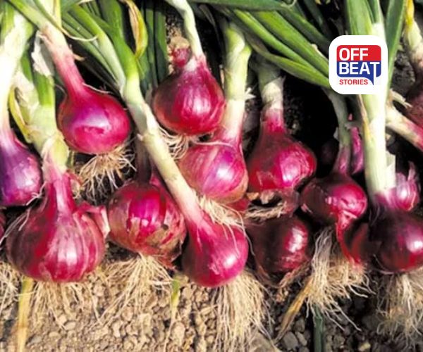 શિયાળાની ખેતી માટે શ્રેષ્ઠ ડુંગળીની જાત