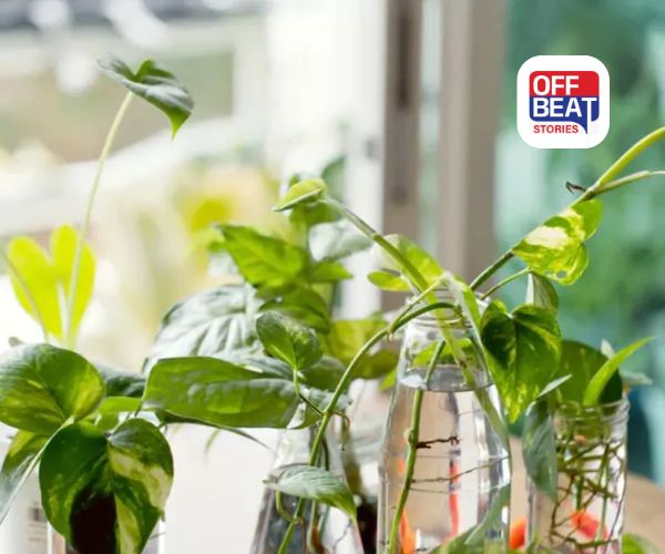 ઘરમાં જોઈએ છે સંપત્તિ અને સૌભાગ્ય?