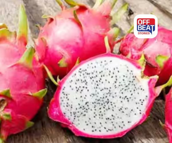 ઘરે કુંડામાં ડ્રેગન ફ્રૂટ કેવી રીતે ઉગાડવું?: જાણો બાગકામની સરળ પદ્ધતિ