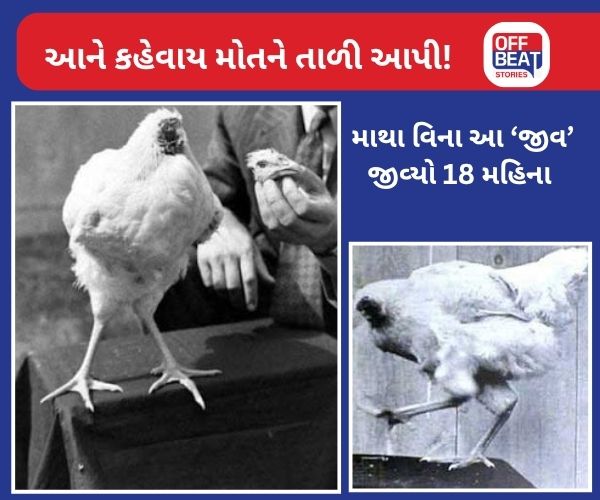આ કૂકડો માથું કાપી નાખ્યા પછી પણ જીવ્યો 18 મહિના?