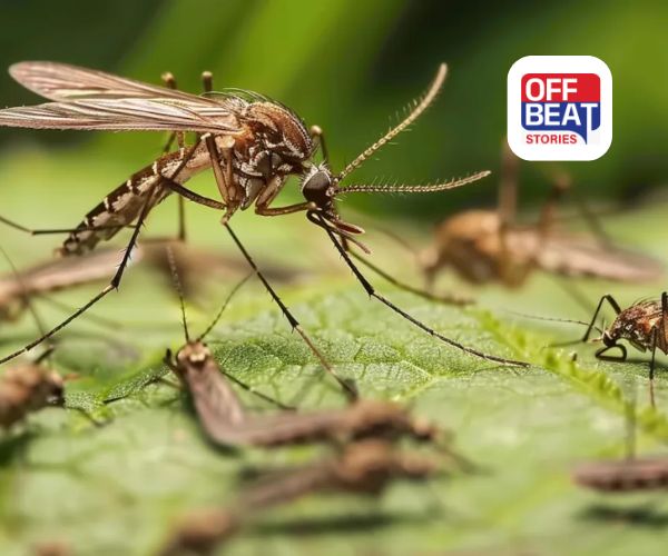 ઘરમાંથી કાયમ માટે ભાગી જશે મચ્છર!: અજમાવો ચાની પત્તીનો આ અદ્ભુત ઘરેલું ઉપાય!