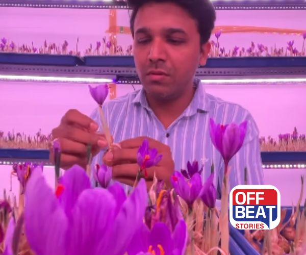 સુરતમાં ખીલ્યું ‘કાશ્મીરી કેસર’