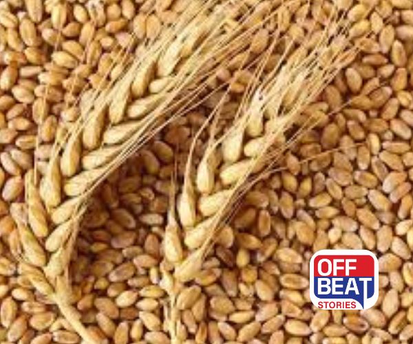 ઘઉંએ ખાતરની જરૂરિયાત કરી દીધી ખતમ!
