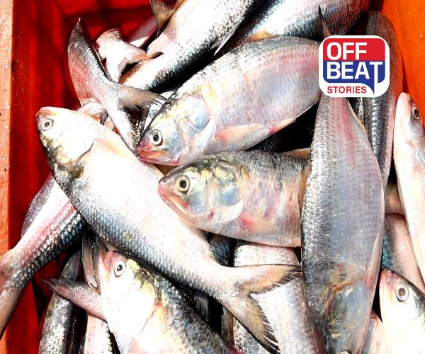 ગુજરાતે બનાવ્યો માછલી ઉત્પાદનમાં નવો રેકોર્ડ