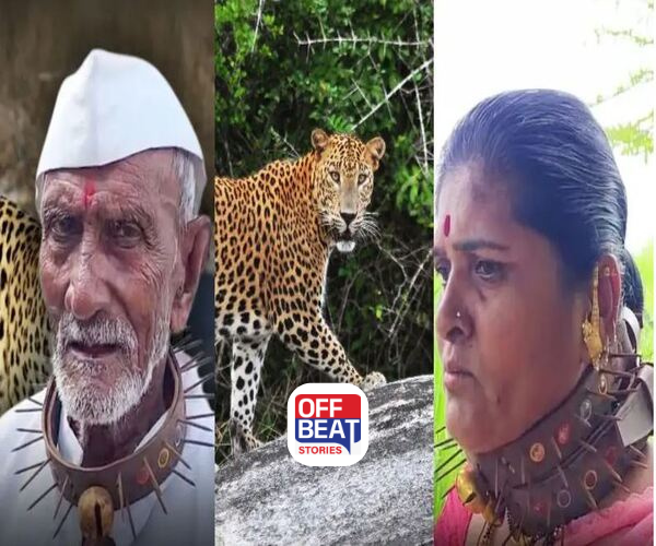 દીપડાથી બચવા ગ્રામજનોએ પહેર્યાં ખીલ્લાવાળા બેલ્ટ