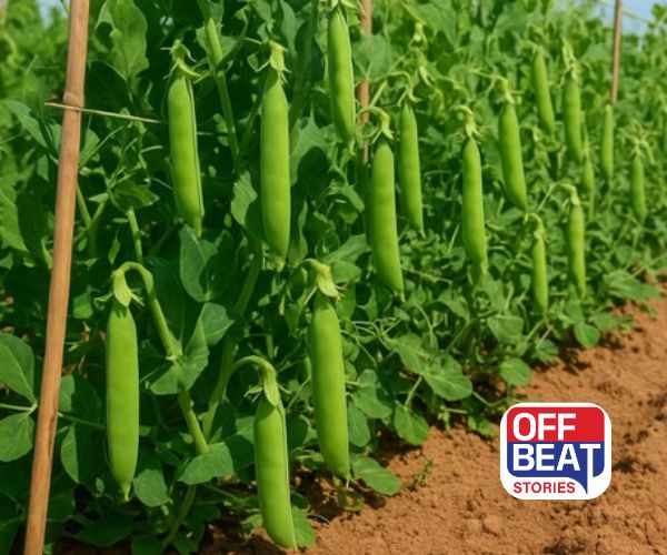 વટાણાની ખેતીથી કરો લાખોની કમાણી!