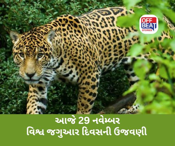આજે 29 નવેમ્બર