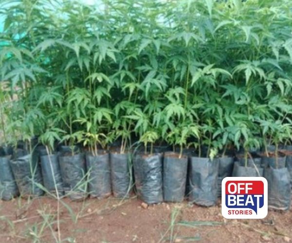 એક વાર રોપો, પેઢીઓ સુધી કમાઓ!