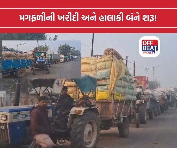 ગઢડા APMC માં મગફળી ભેરેલા વાહનોની 1 કિ.મી લાંબી લાઈન