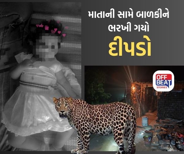 અમરેલીમાં ચાર પગનો આતંક યથાવત
