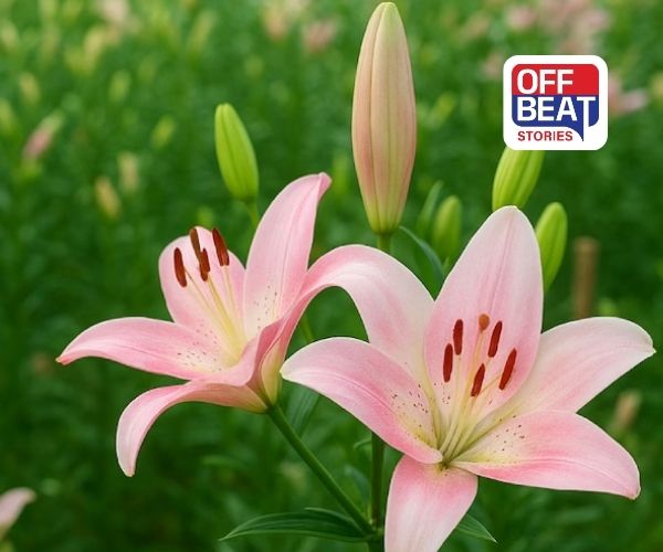 ડિસેમ્બરમાં કરો આ વિદેશી ફૂલની ખેતી