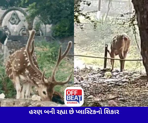 ગાય પછી હવે હરણ બની રહ્યા છે પ્લાસ્ટિકનો શિકાર