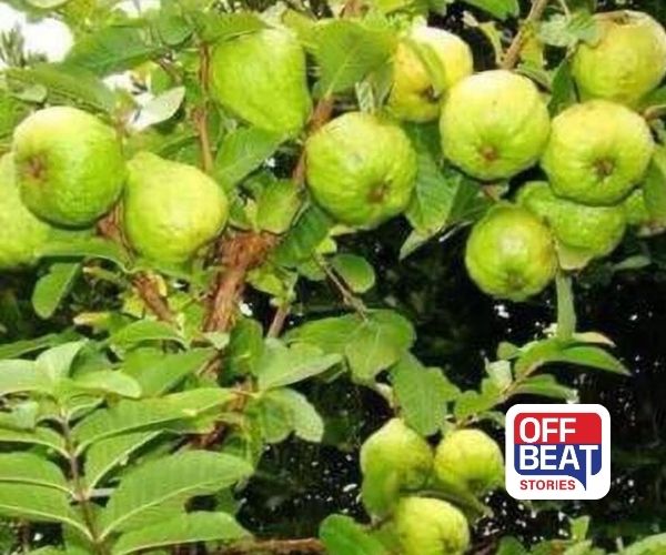 શિયાળાની ઠંડીમાં પણ જામફળનો બમ્પર પાક