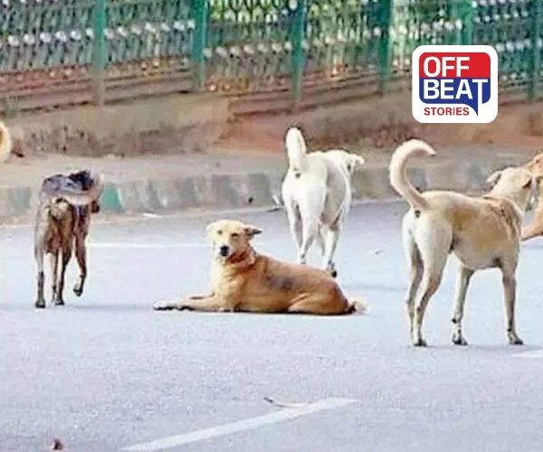 રખડતાં કૂતરા પકડવાનો પરિપત્ર વિવાદમાં ફસાયો