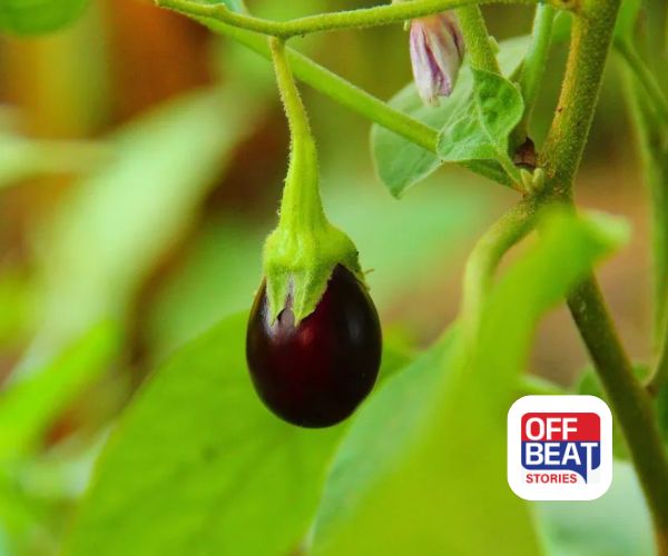 રીંગણાના છોડમાં ફૂલ નથી આવતાં?