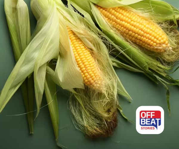 બેબી કોર્નની ખેતીથી બનો કરોડપતિ