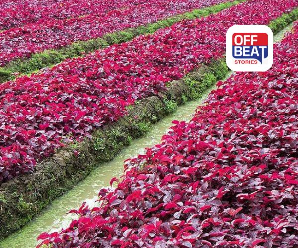 લાલ પાલક બદલશે ખેડૂતોનું નસીબ