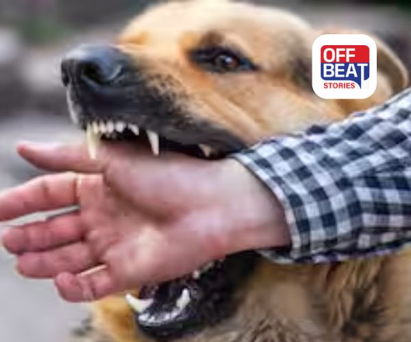 આ 3 રાશિઓ સાથે કૂતરાને હોય છે સીધો સંબંધ