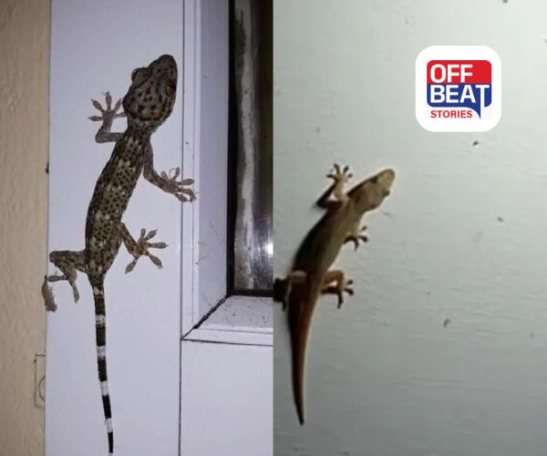 ઘરમાં આ રંગની ગરોળી દેખાય તો આખા ઘરની પથારી ફરી સમજો