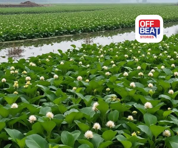 સિંઘાડાની ખેતીથી ખેડૂતો બનશે કરોડપતિ