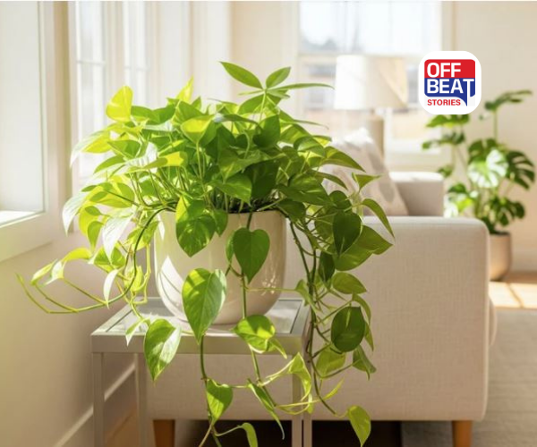 ઘરમાં મની પ્લાન્ટ લગાવ્યા પછી પણ આર્થિક તંગી છે?