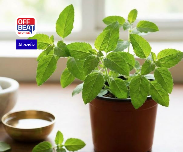 તુલસીના પાન ચાવીને ખાતા હોવ તો ચેતી જજો