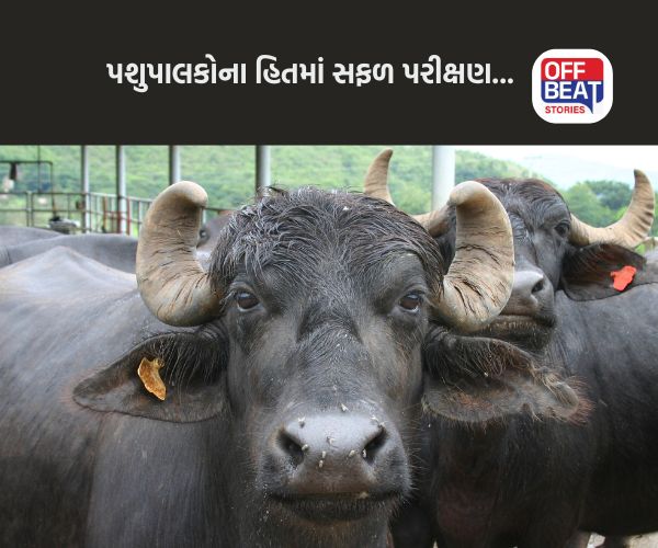 આ પરીક્ષણથી દૂધ ઉત્પાદનમાં આવશે નવી ક્રાંતિ