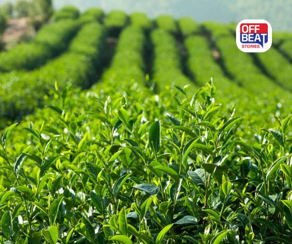 ભારતની ચાની નિકાસમાં જબરદસ્ત વધારો!