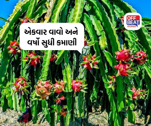 Dragon Fruit Farming