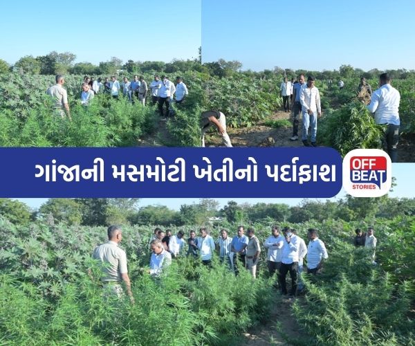 મહીસાગરમાંથી ગાંજાની મોટા પાયે ખેતી ઝડપાઈ