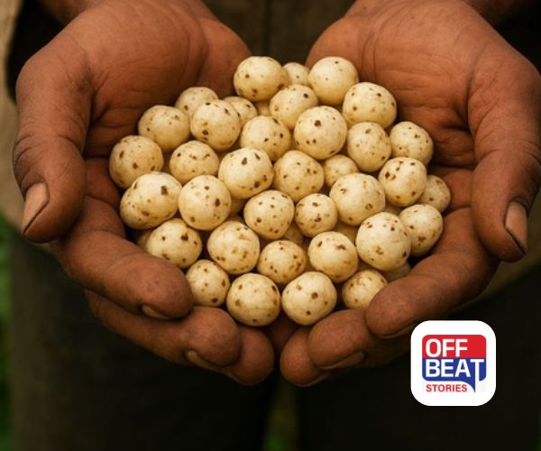 મખાનાની ખેતી ખેડૂતોને કરશે માલામાલ!