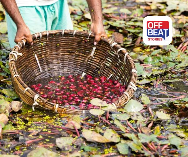 માત્ર 30 રૂપિયામાં મળતું 'ગરીબોનું સફરજન'- સિંઘાડા: ફક્ત સ્વાદ જ નહીં, અસંખ્ય બીમારીઓનો ઈલાજ, જાણો બ્લડ સુગર કંટ્રોલથી લઈને પાચન સુધીના અનોખા ફાયદા