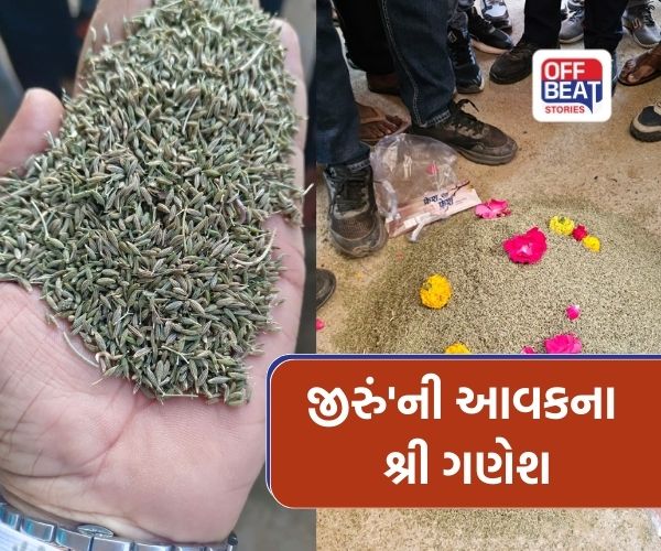 ગોંડલ માર્કેટિંગ યાર્ડમાં 'જીરું'ની આવકના શ્રી ગણેશ