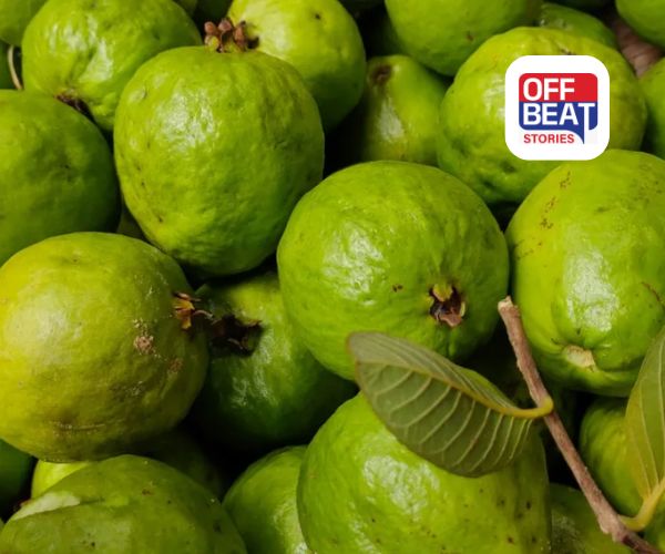 જામફળને કેમ કહેવાય છે સુપરફ્રૂટ?: સફરજન અને નારંગી કરતાં અનેકગણા પોષક તત્વોથી ભરપૂર! જાણો ઇમ્યુનિટીથી લઈને ત્વચા સુધી અદ્ભુત ફાયદા!