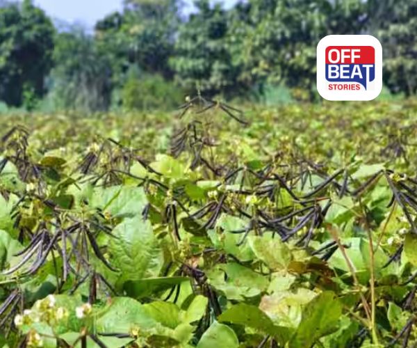 મગની ખેતી કરી બનો કરોડપતિ!