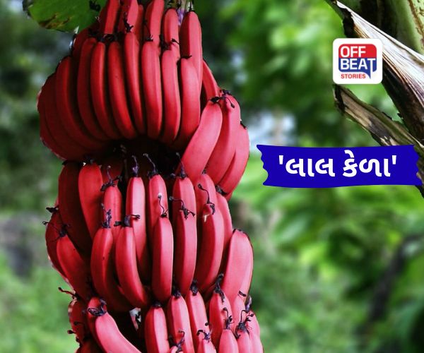 Red Banana Benefits: શિયાળામાં પીળા નહીં, લાલ કેળા ખાઓ, ફાયદા જાણીને ચોંકી જશો; જાણો પીળાથી કેટલા અલગ