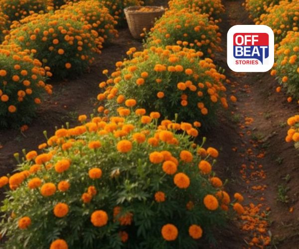 ખેડૂતો માટે ખુશખબર!