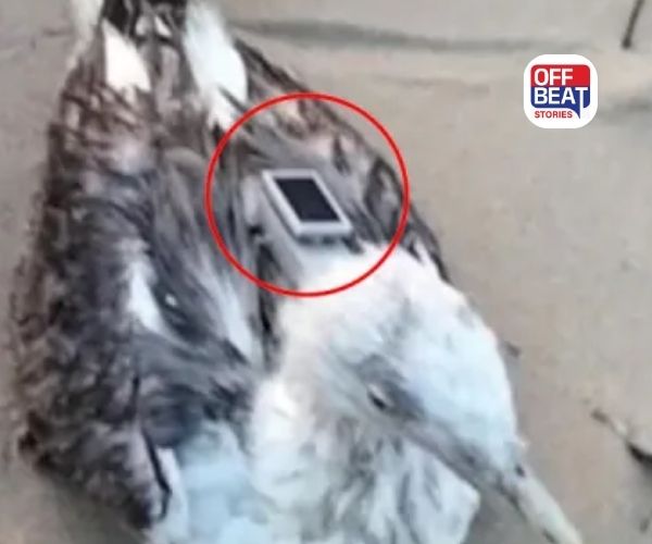 જાસૂસી કે સંશોધન પ્રોજેક્ટ?