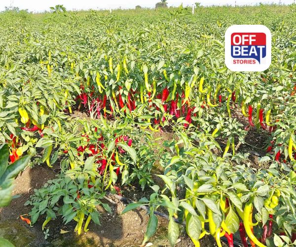 મરચાંની ખેતી ખેડૂતો માટે બનશે સોનાની ખાણ!