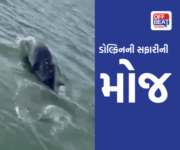 અહેમદપુર માંડવી બીચ પર 'ડોલ્ફિન ડાન્સ'!