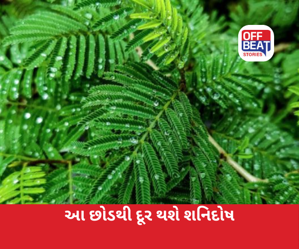 શું તમારા પણ ઘરમાં છે શનિનો વાસ?