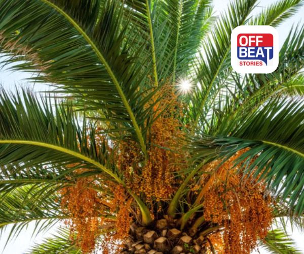 ખેડૂતો માટે સોનેરી તક