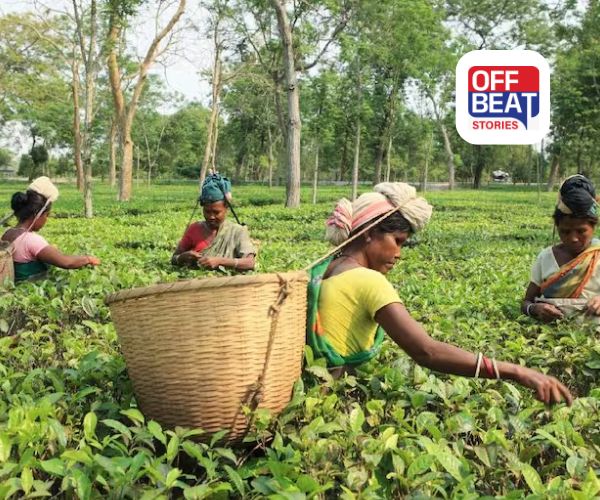 ગુજરાતના કપમાં દક્ષિણી સુગંધનો તડકો!