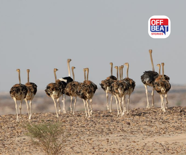 સાઉદી અરેબિયાના રણમાં 100 વર્ષ બાદ ગૂંજશે શાહમૃગનો અવાજ