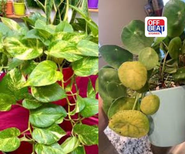 શિયાળામાં મની પ્લાન્ટના પત્તા પીળા પડી રહ્યા છે?