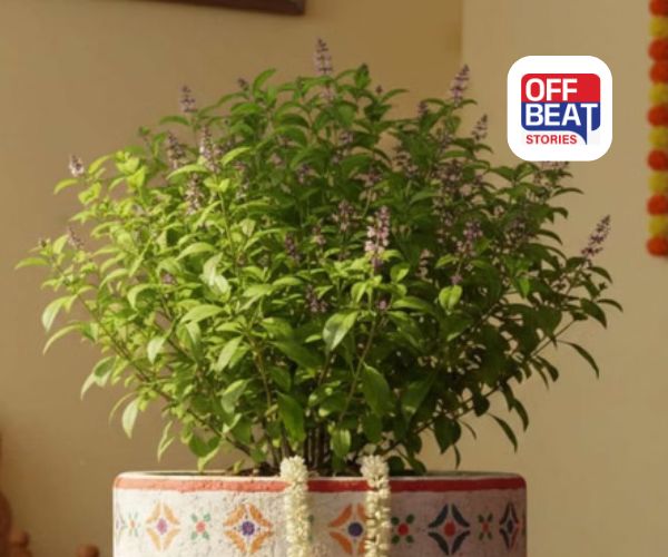 આ દિશામાં રાખો તુલસીનો છોડ વરસવા લાગશે ધન!