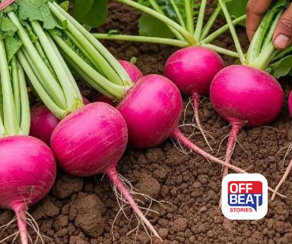 ખેડૂતો માટે શિયાળાની બેસ્ટ ચોઇસ