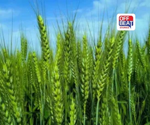 ઠંડીમાં ઘઉંના પાકને વધુ પાણી આપવું પડી શકે છે ભારે