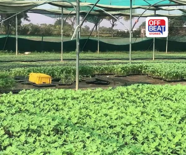 ખેતી સાથે નર્સરી શરૂ કરવી છે?